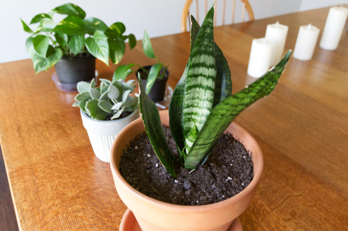 Houseplants on Dining Table Pothos Devil's Ivy, Sanseveria Snake Plant