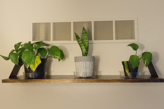 Modern Houseplant Shelf, Pothos Devil's Ivy, Sanseveria Snake Plant